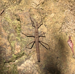 Neohirasea hongkongensis