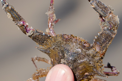 Achelous xantusii