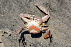 Achelous xantusii