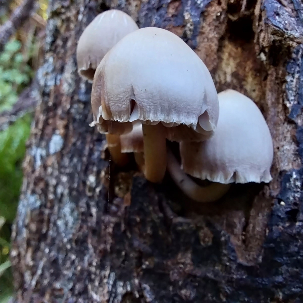 Mycena clarkeana · June 2025 · photo: © kiwialli (iNaturalist, cc-by)