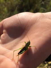Conocephalus dorsalis