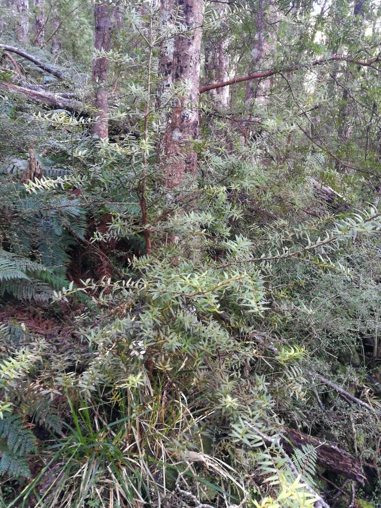 Hall's totara from Mt. Thomas Forest Conservation Area, NZCAWR, NZCA, NZ on September 22
