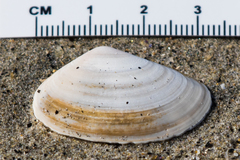 Mactrinae