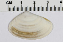 Mactrinae