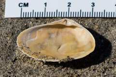 Mactrinae