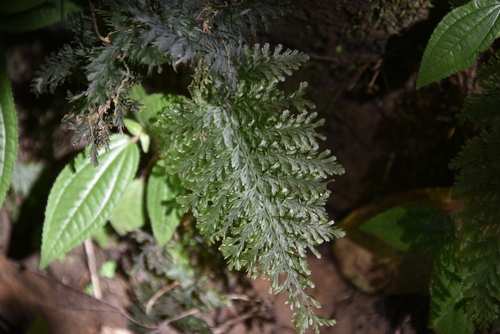 Trichomanes cupressoides observed 2025-05-16