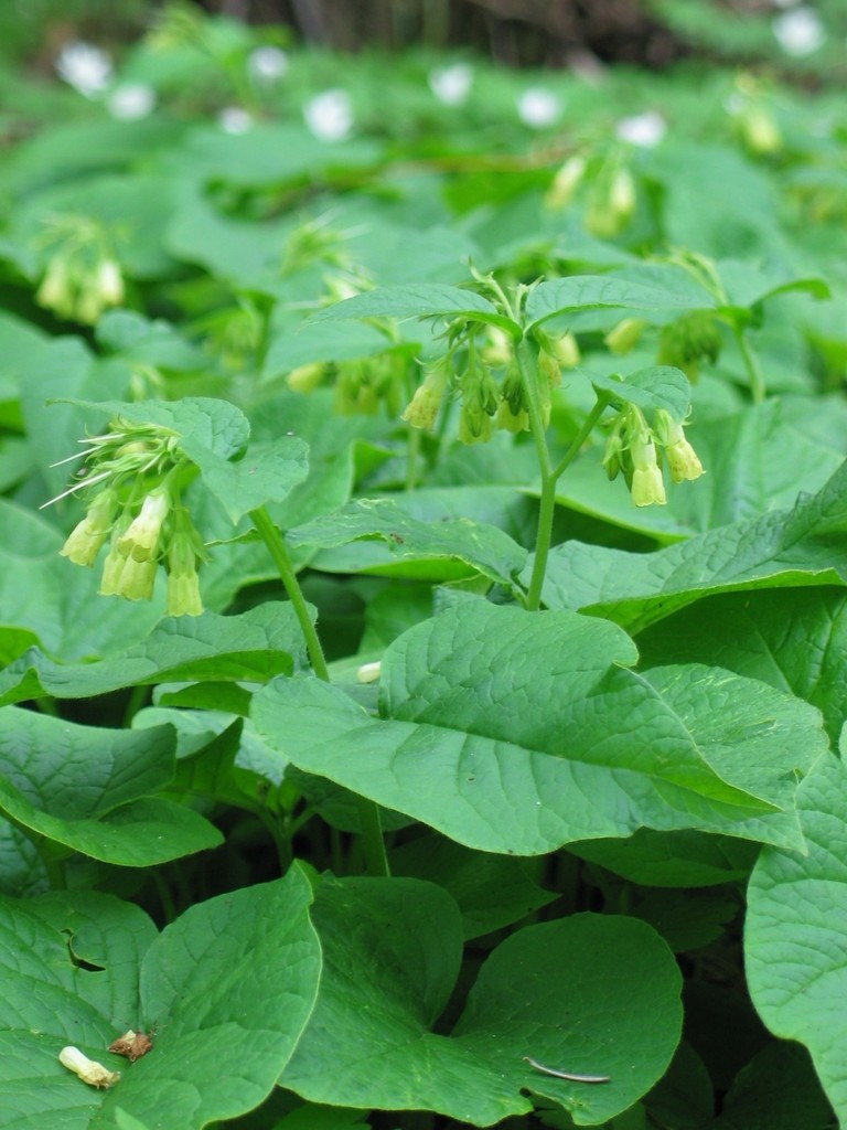 heart-leaved comfrey