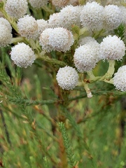 Brunia noduliflora