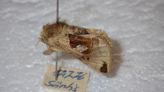 Autographa aemula