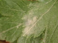 Podosphaera mors-uvae