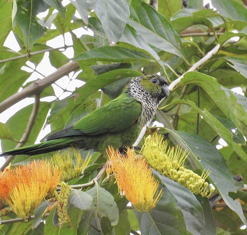Black-capped Parakeet (Pyrrhura rupicola)