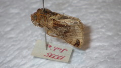 Autographa aemula