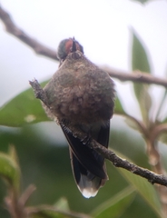 Chalcostigma herrani