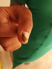 Neocleonus maculipes