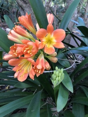 Clivia miniata miniata
