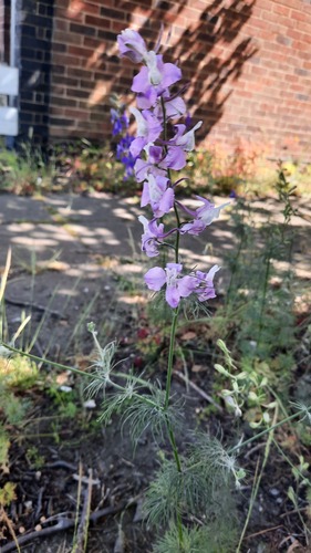 Doubtful knight's-spur (Delphinium ajacis)
