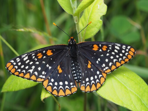 Baltimore Checkerspot photo 4