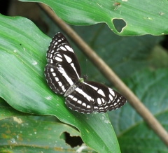 Neptis duryodana nesia
