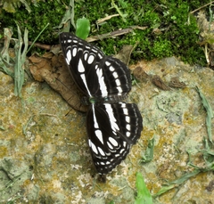 Neptis duryodana nesia