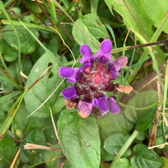Gentianella germanica