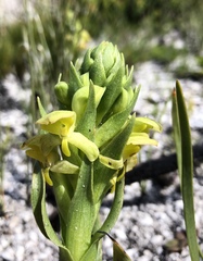 Disa sabulosa