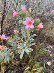 Lobostemon curvifolius