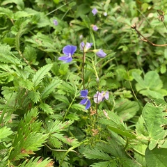 Gentianella germanica