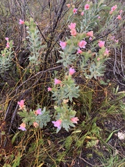 Lobostemon curvifolius