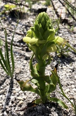 Disa sabulosa