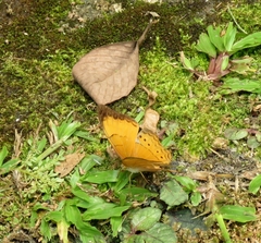 Cirrochroa malaya
