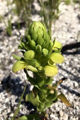 Disa sabulosa