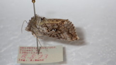 Syngrapha interrogationis