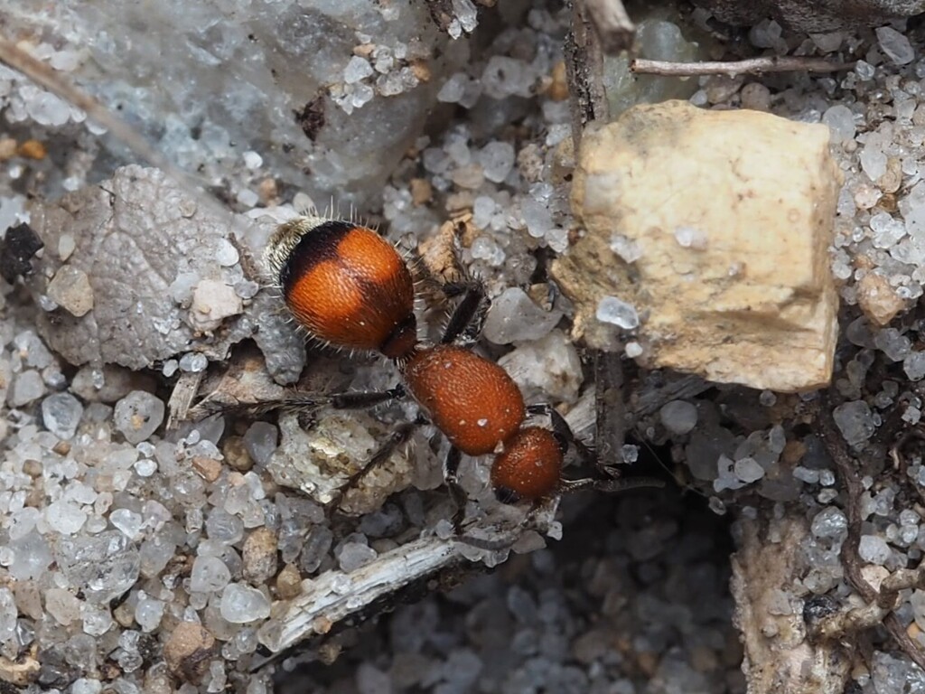 Dasymutilla vesta