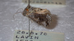 Syngrapha interrogationis