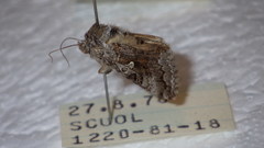 Syngrapha interrogationis