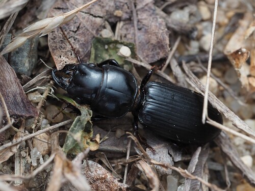 Big-headed Ground Beetle photo 3