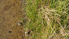 Eleocharis parishii