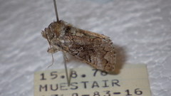 Syngrapha interrogationis