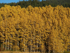 Trembling Aspen - Photo (c) Susan, some rights reserved (CC BY-NC), uploaded by Susan