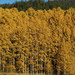 Trembling Aspen - Photo (c) Susan, some rights reserved (CC BY-NC), uploaded by Susan