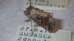 Syngrapha interrogationis