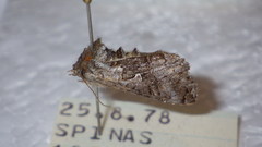 Syngrapha interrogationis