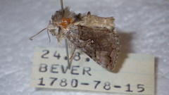 Syngrapha interrogationis