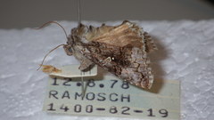 Syngrapha interrogationis