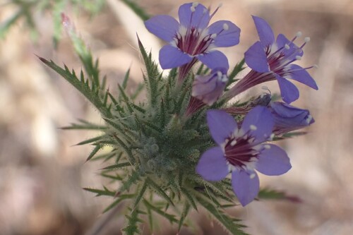 downy pincushionplant (Navarretia pubescens)