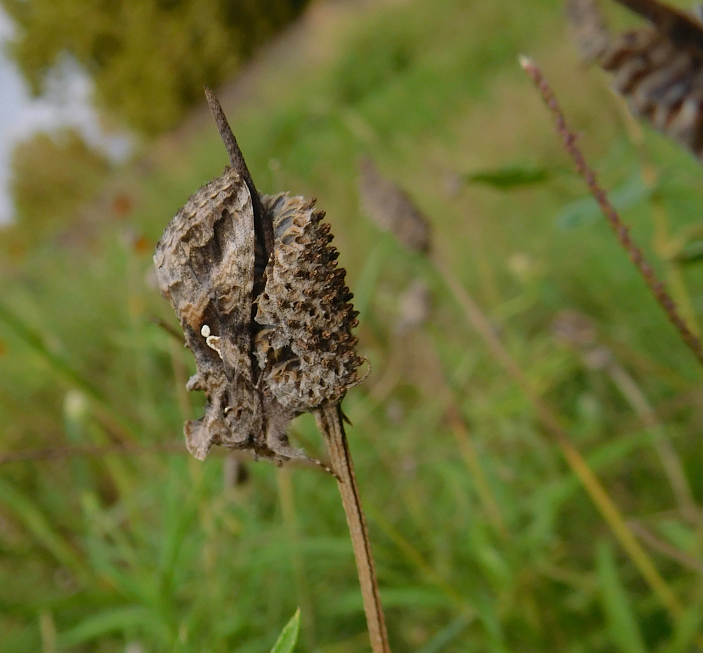 Chrysodeixis includens (Soybean Looper Moth) | California Species Project