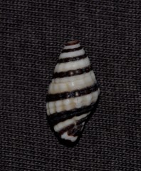 Engina zonalis