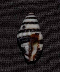 Engina zonalis
