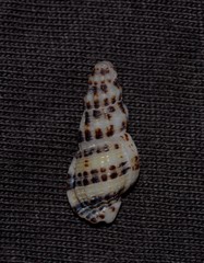 Maculotriton serriale