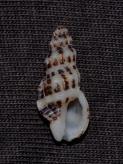 Maculotriton serriale